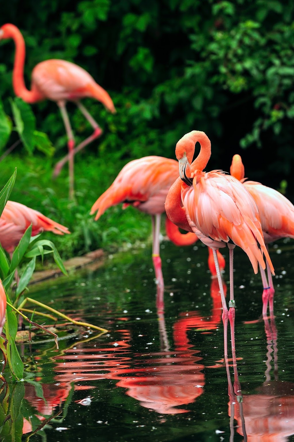 Flamingo Exhibit | 2000 Meadowvale Rd, Scarborough, ON M1B 5K7, Canada | Phone: (416) 392-5929