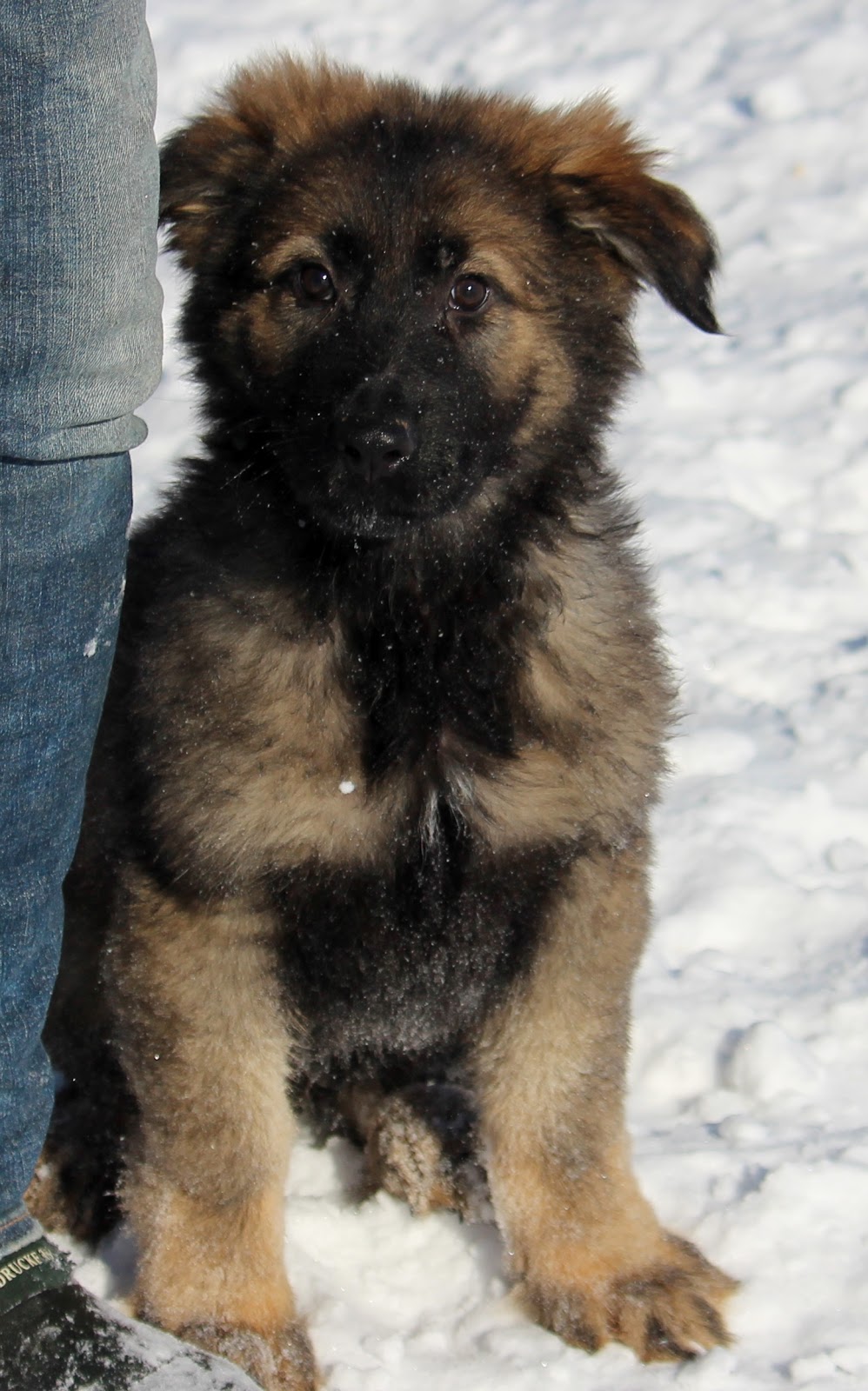 Wild Winds German Shepherds | 7489 1 Line RR #3, Arthur, ON N0G 1A0, Canada | Phone: (519) 831-8383