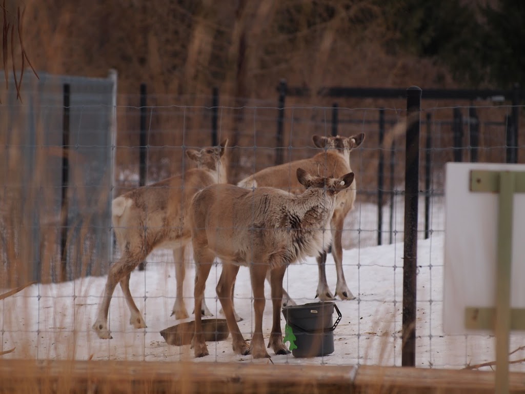 European Reindeer Exhibit | 2000 Meadowvale Rd, Scarborough, ON M1B 5K7, Canada | Phone: (416) 392-5900