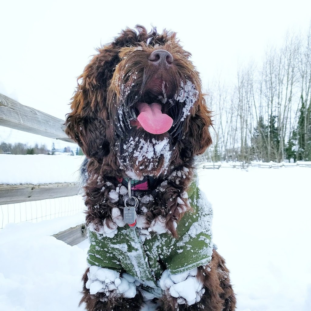 Clearbrook Park Off Leash Area | 5B5, Sparwood St, Abbotsford, BC V2T 5B5, Canada