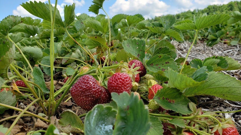 Stonehaven Farm Market | 7388 Guelph Line, Campbellville, ON L0P 1B0, Canada | Phone: (905) 878-1870