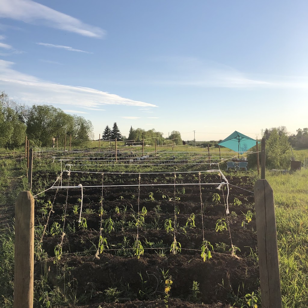 Coconut Grove Urban Farmstead | 53215 RR 272, Spruce Grove, AB T7X 3M6, Canada | Phone: (306) 999-0400