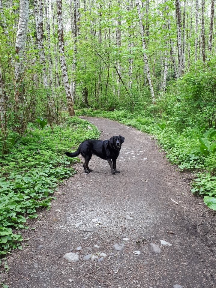 Loggers Creek Nature Trail | Squamish, BC V8B, Canada