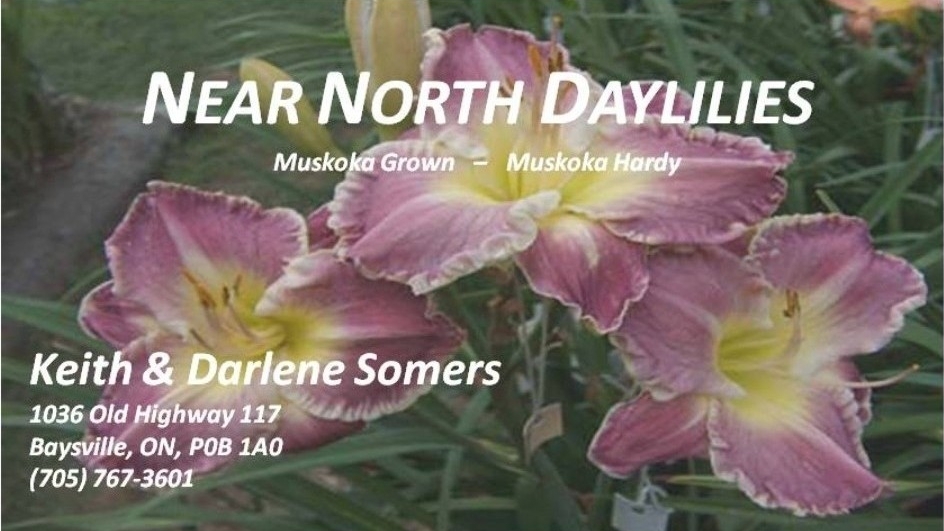 Near North Daylilies | 1036 Old Highway 117, Baysville, ON P0B 1A0, Canada | Phone: (705) 767-3601