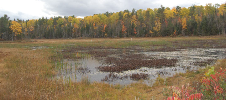 Reilly Bird Nature Reserve | 164-376 Meilleurs Rd, Laurentian Hills, ON K0J 1P0, Canada | Phone: (416) 444-8419