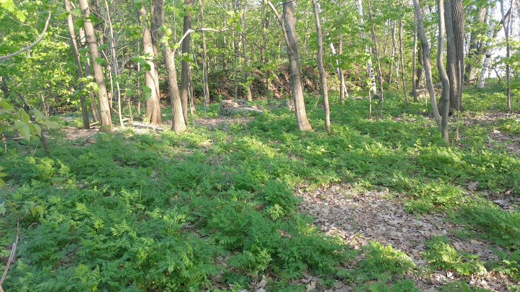 Djodjâgué Otchiraguéné | Ch de Ceinture, Outremont, QC H2V 2T2, Canada