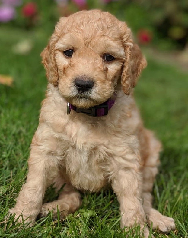 L.A. Doodles - Goldendoodle Breeder | Concession Rd 9, Brock Rd, Pickering, ON L1Y 1A8, Canada | Phone: (905) 408-0068