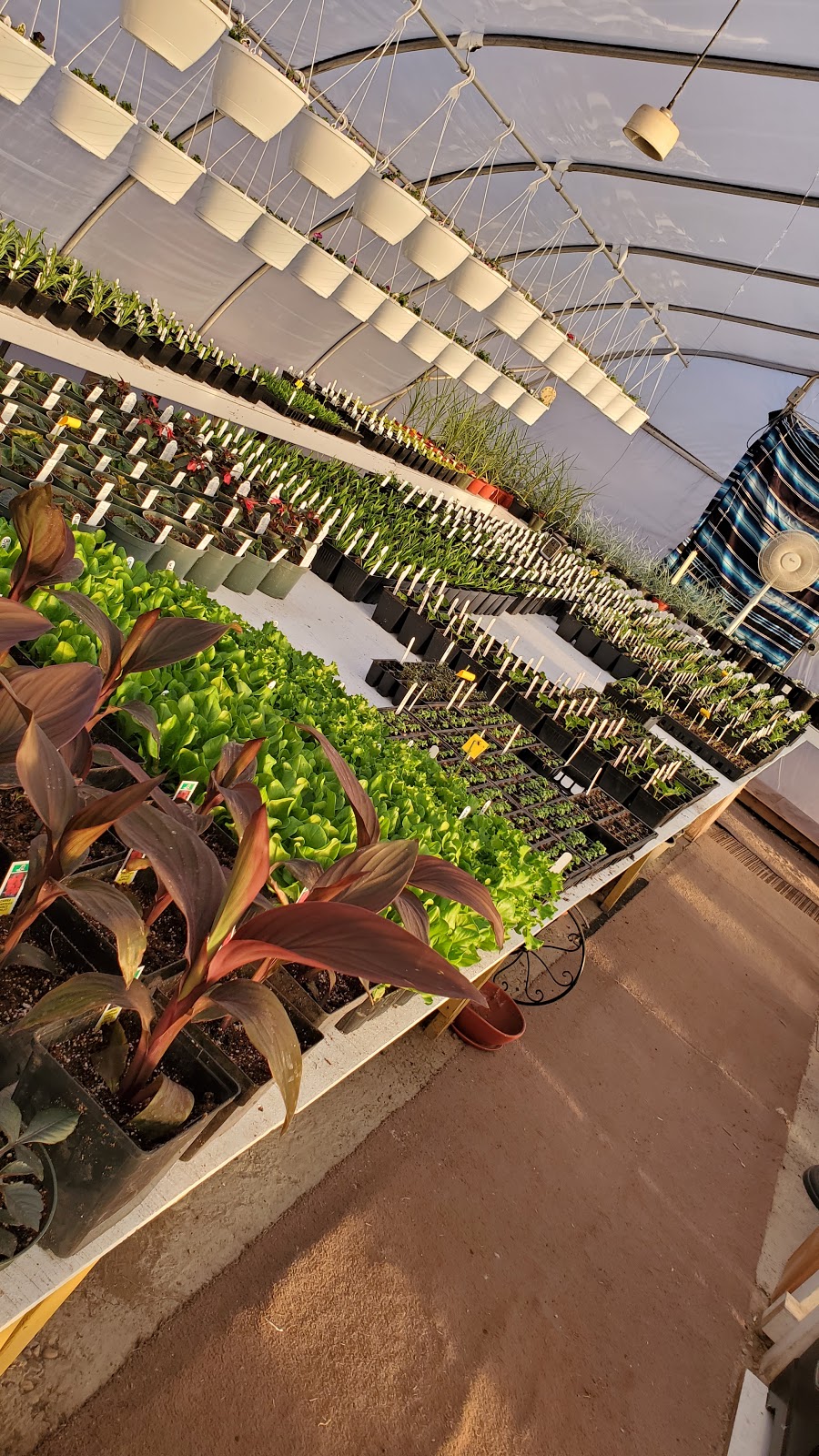 A VeryNice Greenhouse | #2 56021, Range Rd 261, AB T8R 0V9, Canada | Phone: (780) 233-0166