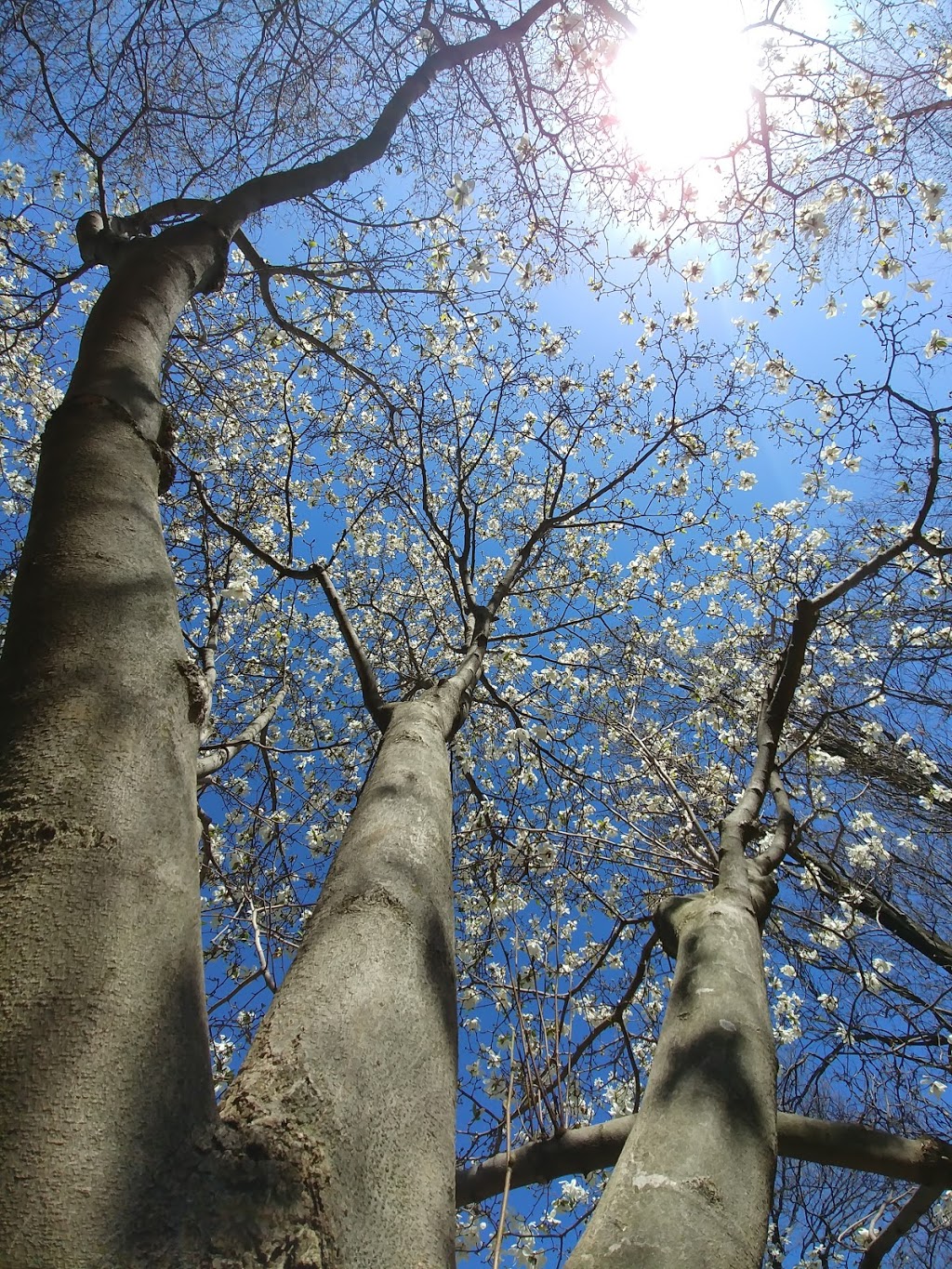 Parc du Bois-de-Coulonge | 1215 Grande Allée O, Québec, QC G1S 1E7, Canada | Phone: (418) 528-0773