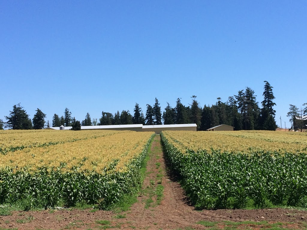 Silver Rill Corn | 7117 Central Saanich Rd, Saanichton, BC V8M 1Y3, Canada | Phone: (250) 652-3854