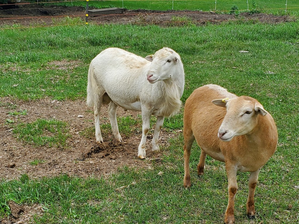 Canadian Mangalitsa Farms | 1717 County Rd 38, Campbellford, ON K0L 1L0, Canada | Phone: (289) 890-0438