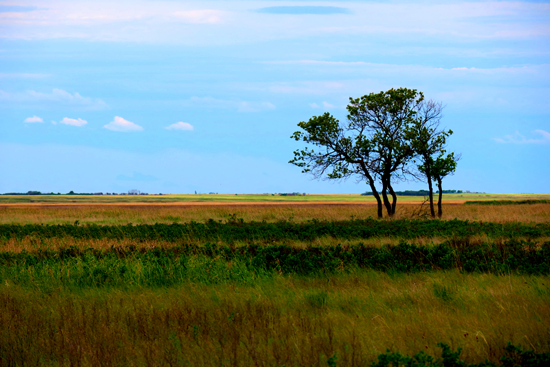 Last Mountain Regional Park | Govan, SK S0G 1Z0, Canada | Phone: (306) 484-4483