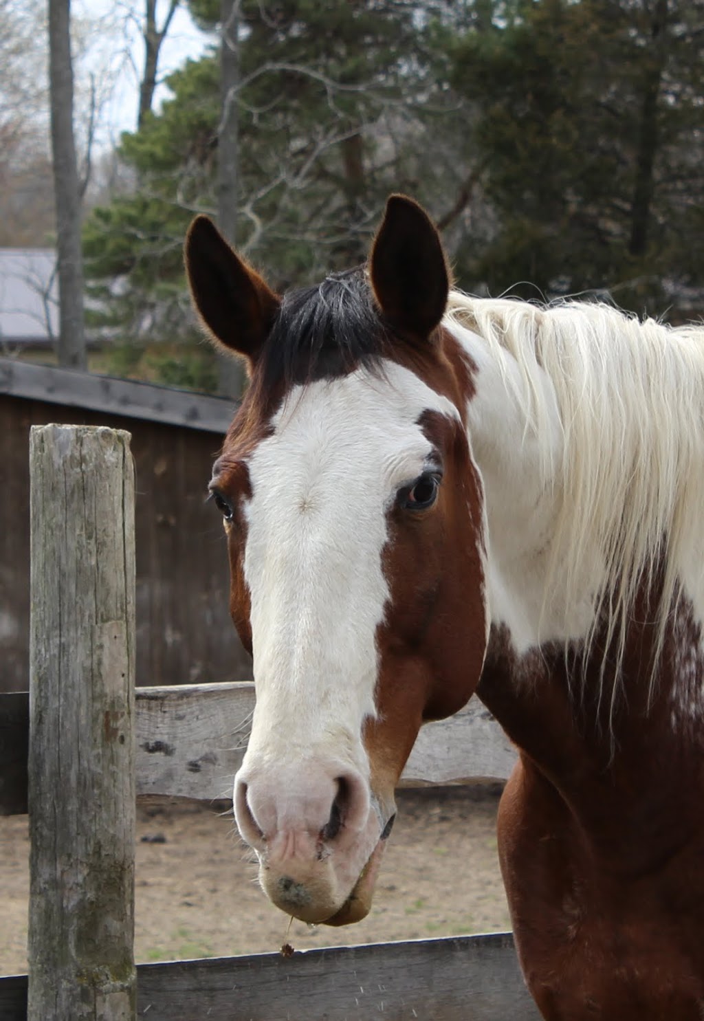 Ralphys Retreat Animal Sanctuary | 85 Dancey Side Rd, St Williams, ON N0E 1P0, Canada | Phone: (519) 420-1364