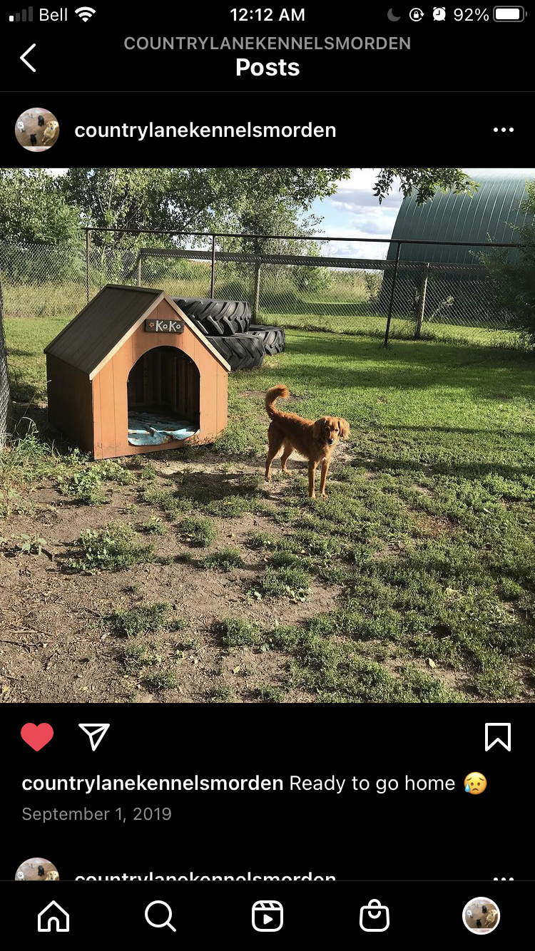 Country Lane Kennels Morden | Rd 15 N, Thornhill, MB R0G 2T0, Canada | Phone: (204) 822-3129