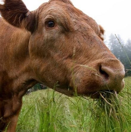 Brookers Natural Meats | 1166 17th Sideroad, Schomberg, ON L0G 1T0, Canada | Phone: (905) 939-8042