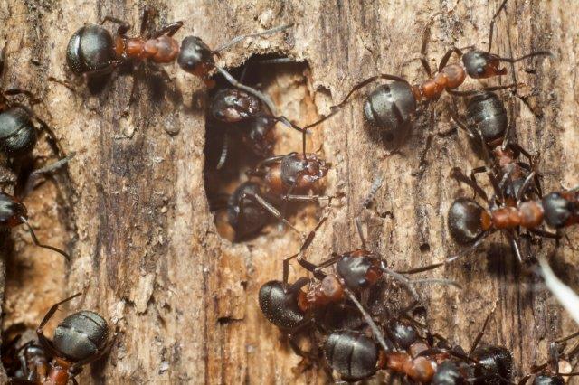 Amherst Exterminators | 85 Wrexham Ct N, Tonawanda, NY 14150, USA | Phone: (716) 898-2021