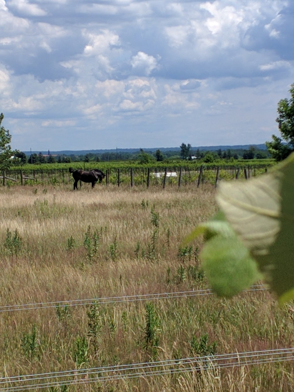 Reimer Vineyards Winery | 1289 Line 3 Rd, Niagara-on-the-Lake, ON L0S 1J0, Canada | Phone: (905) 468-9417