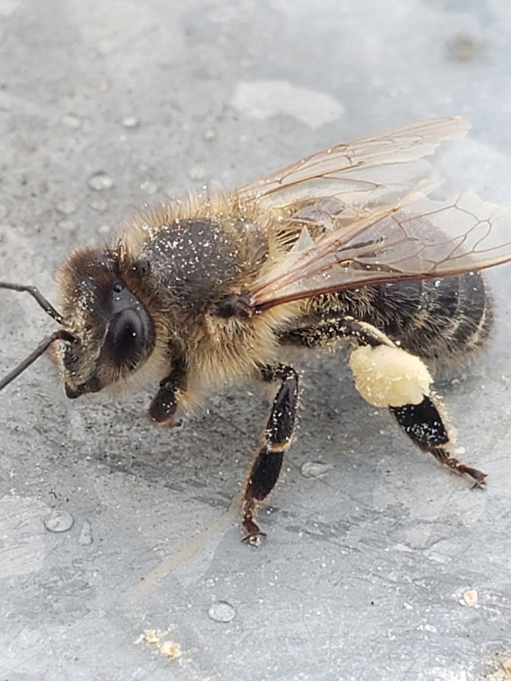 Poelman Apiaries Ltd. | 102007A, Range Rd 254, Macleod, AB T0L 0Z0, Canada | Phone: (403) 687-2440