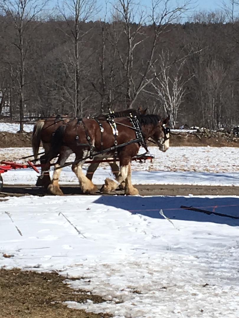 McLean Berry Farm | 2191 16 Line, Lakefield, ON K0L 2H0, Canada | Phone: (705) 657-2134