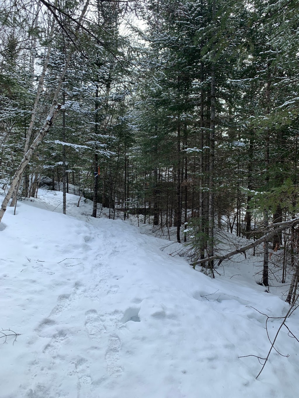 Club de ski de fond de labelle | Chemin de la Mine, Labelle, QC J0T 1H0, Canada | Phone: (819) 686-2008