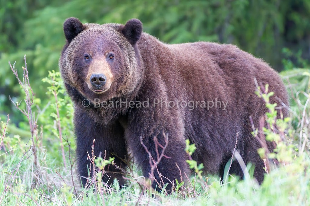 BearHead Photography Gallery-Banff | 201 Lynx St, Banff, AB T1L 1K5, Canada | Phone: (403) 493-9611