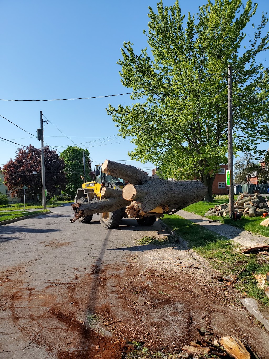 Black River Tree Service | 362 County Rd 4, Picton, ON K0K 2T0, Canada | Phone: (613) 813-3390