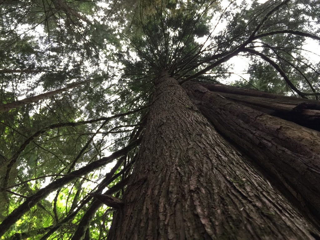 Woodhaven Swamp | Woodhaven, Belcarra, BC V3H 4R6, Canada