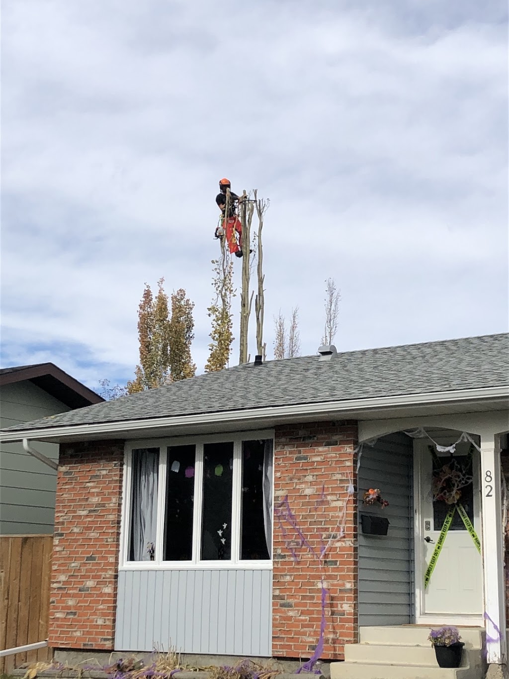 Elevated Tree Removal | 82 Martin Close, Red Deer, AB T4R 1R7, Canada | Phone: (403) 848-4482