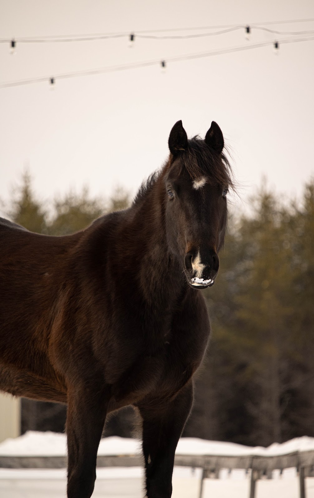 Equestrian Center Deserto | 117 Chem. Baskatong, La Vallée-de-la-Gatineau, QC J0W 1E0, Canada | Phone: (819) 660-9039