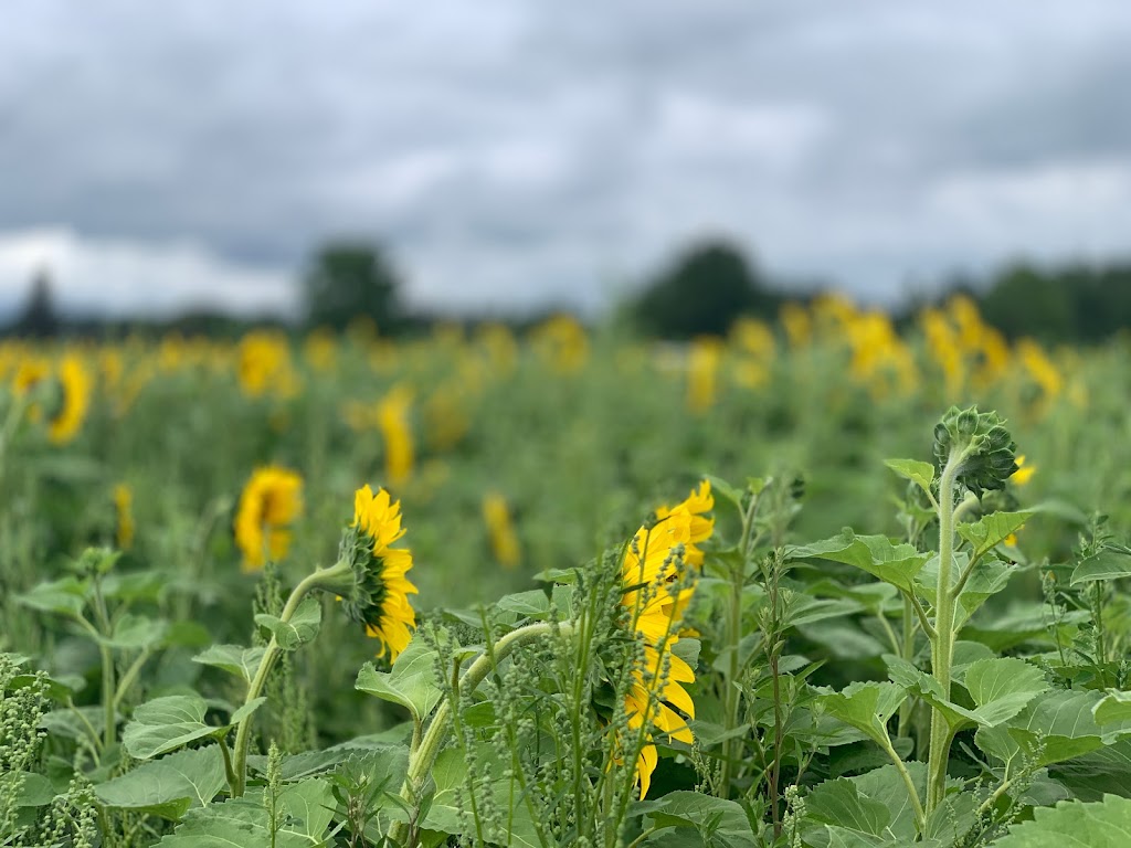 Sunflower Fields of Markham | 10378 ON-48, Markham, ON L3P 3J3, Canada | Phone: (416) 859-6159