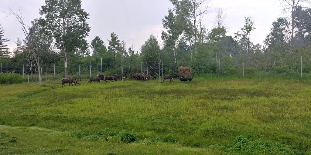 Nature Boy Scenic Railway | Flamborough, Hamilton, ON N1R 5S2, Canada