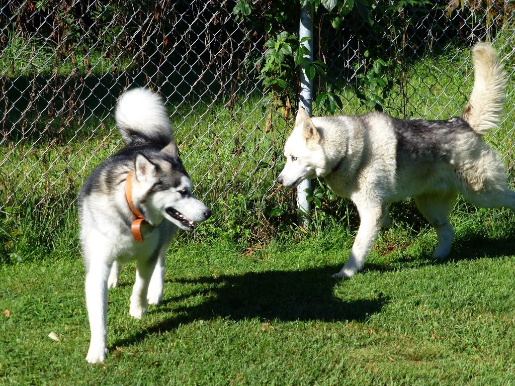 Chenil Lac Brome Kennel | 28 Chemin Barnes, West Brome, QC J0E 2P0, Canada | Phone: (450) 243-5587