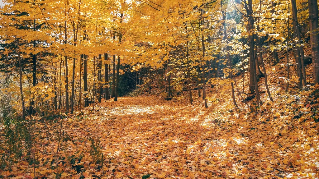 Parc Armand-Grenier | Avenue des Cascades, Québec, QC G1E 2J4, Canada