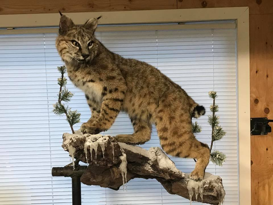 Wilderness Taxidermy Studio | 2709 Grandview Heights, Merritt, BC V1K 1R1, Canada | Phone: (250) 315-5071