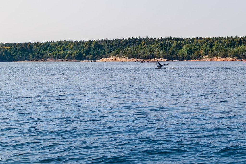 Croisières Baleines Neptune Bergeronnes | 507 Rue du Boisé, Grandes-Bergeronnes, QC G0T 1G0, Canada | Phone: (418) 232-6716