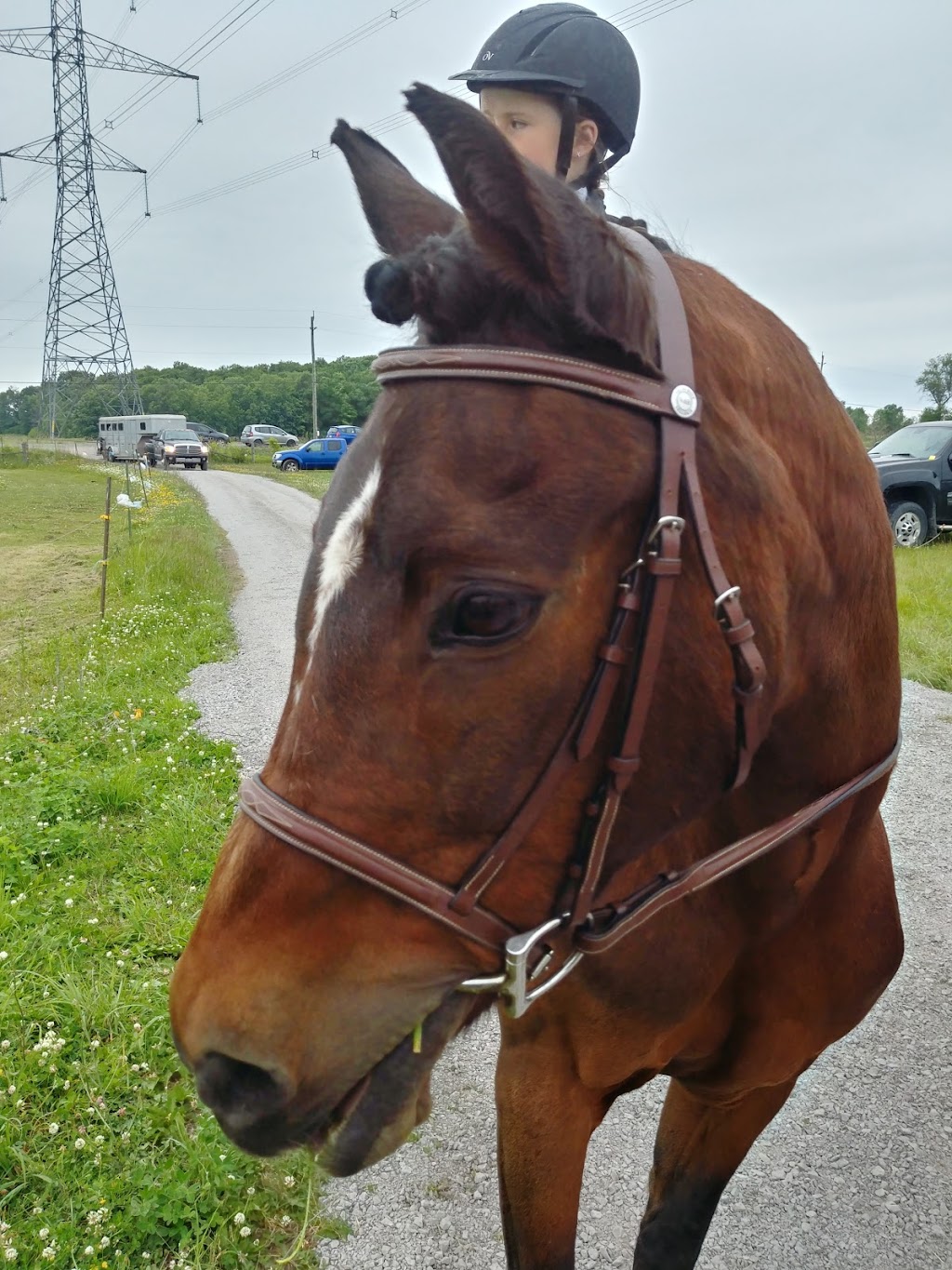 Flat Rock Farm Equestrian | 1350 Shannonville Rd, Shannonville, ON K0K 3A0, Canada | Phone: (613) 661-9028