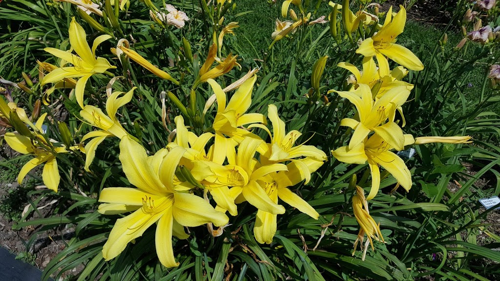 Nottawasaga Daylillies | Concession Rd 3, Creemore, ON L0M 1G0, Canada | Phone: (705) 466-2916