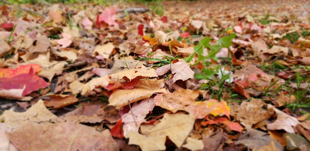 Spicebush Trail | Harwich, Chatham-Kent, ON N0P 1X0, Canada