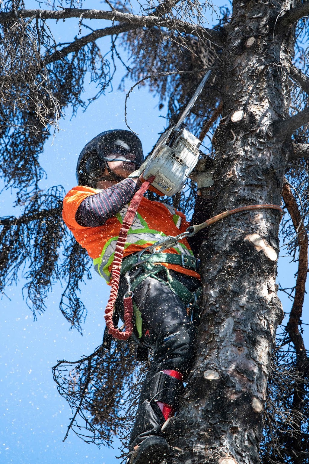 Bogdans Tree Services | 3808 Dover Ridge Dr SE, Calgary, AB T2B 2C9, Canada | Phone: (587) 834-5976