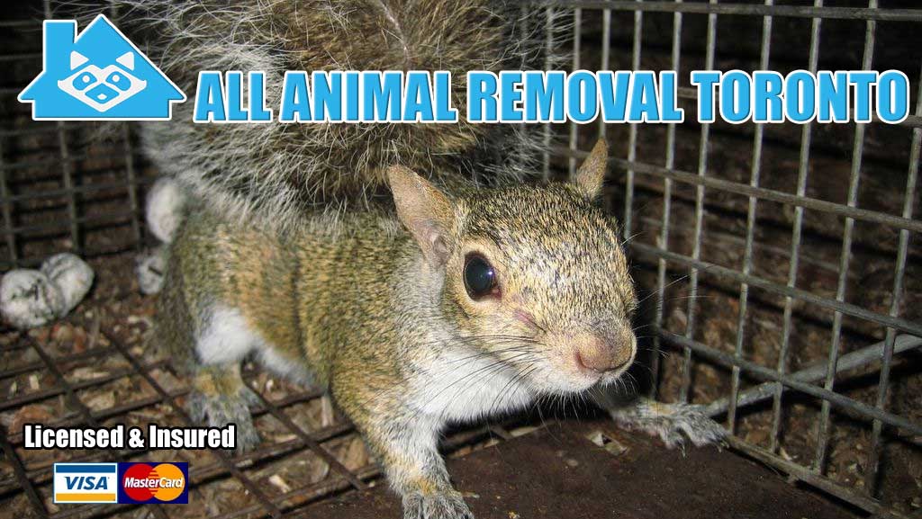 All Animal Removal Toronto Inc | 530 Keele St #230, Toronto, ON M6N 3C9, Canada | Phone: (289) 729-0838