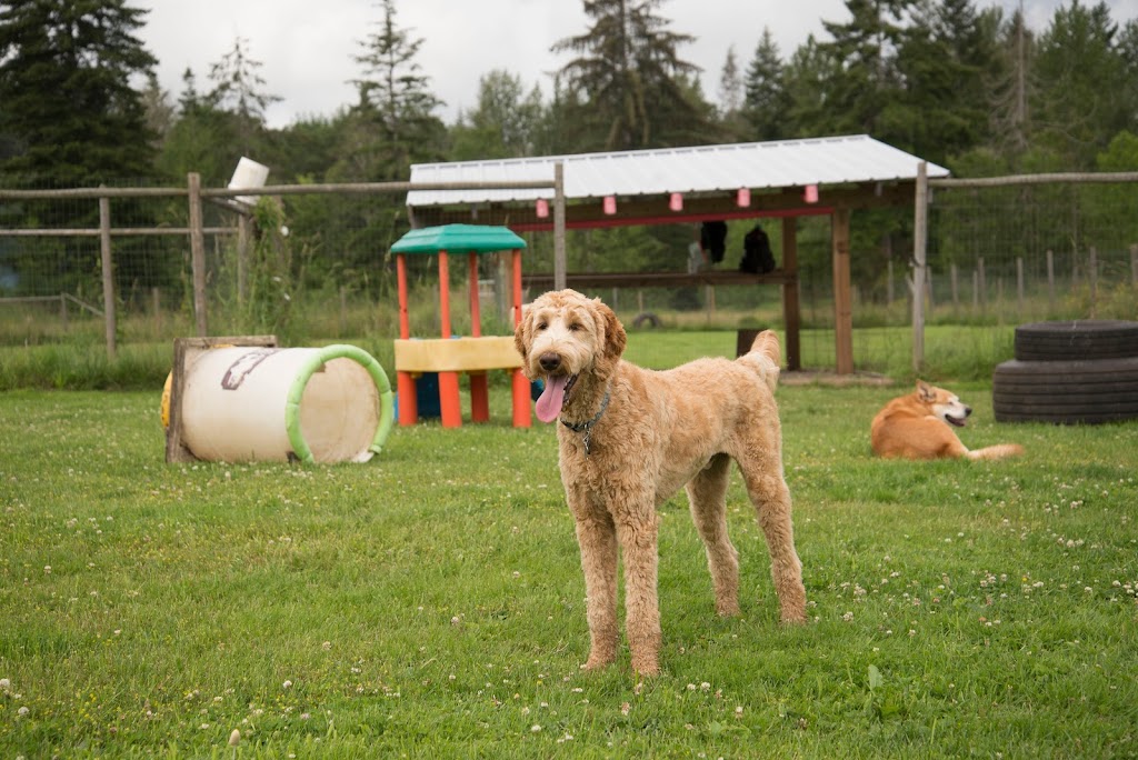 Country Canine Care | 5719 Green Ave, Union Bay, BC V0R 3B0, Canada | Phone: (778) 585-7297