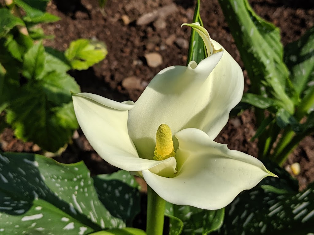 Harbour Breezes Daylilies | 10099 Nova Scotia Trunk 7, Head of Jeddore, NS B0J 1P0, Canada | Phone: (902) 889-3179