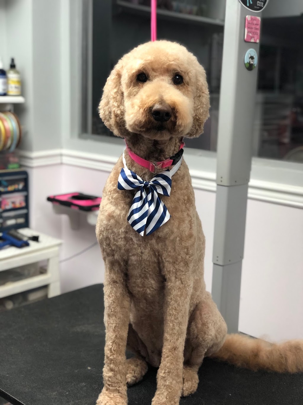 Doggie Styles Pet Grooming | 1346 Dequincy Crescent, Burlington, ON L7P 1E4, Canada | Phone: (905) 630-9113