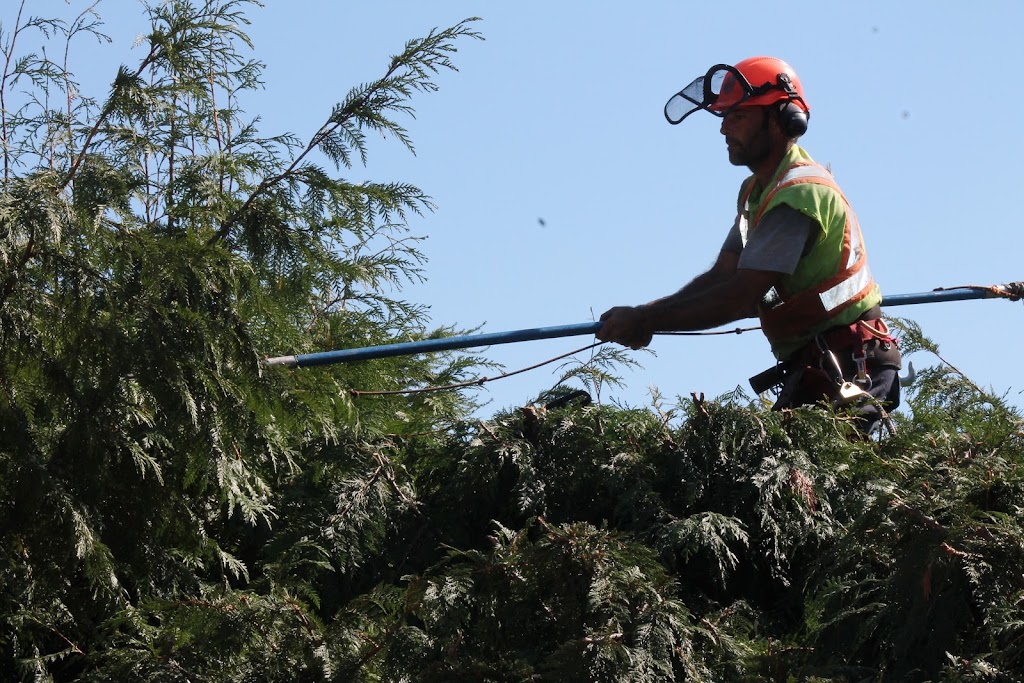 Treeworks Tree Services Ltd | 454 Maquinna Pl, Qualicum Beach, BC V9K 1B3, Canada | Phone: (250) 752-5544