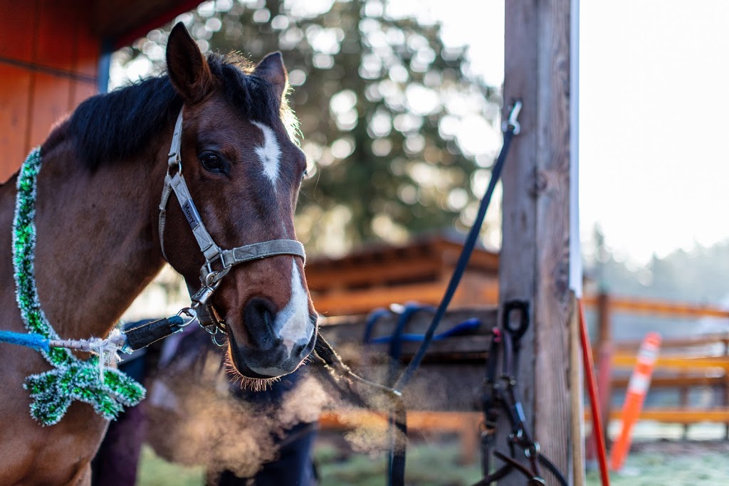 Cedar Vista Stables | rd 3x8, 4060 Happy Valley Rd, Victoria, BC V9C 3X8, Canada | Phone: (250) 391-1484