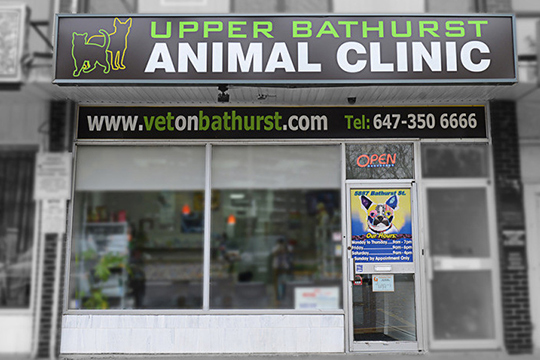 Upper Bathurst Animal Clinic | 5887 Bathurst St, North York, ON M2R 1Y7, Canada | Phone: (647) 350-6666