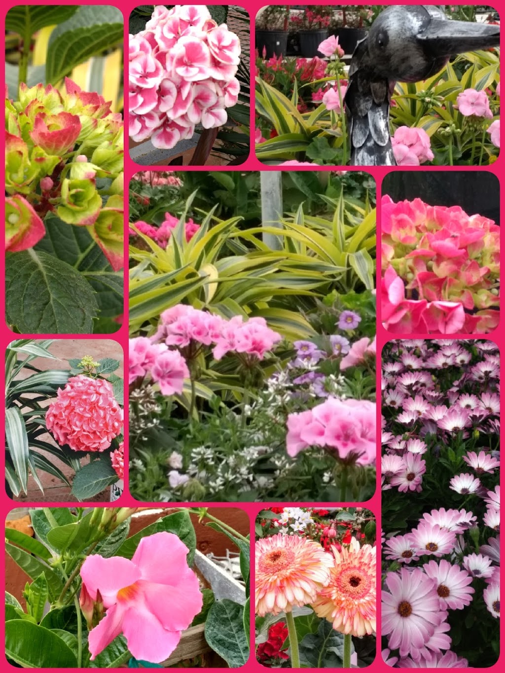 Mount Forest Greenhouses | 460 Durham St E, Mount Forest, ON N0G 2L2, Canada | Phone: (519) 323-1400