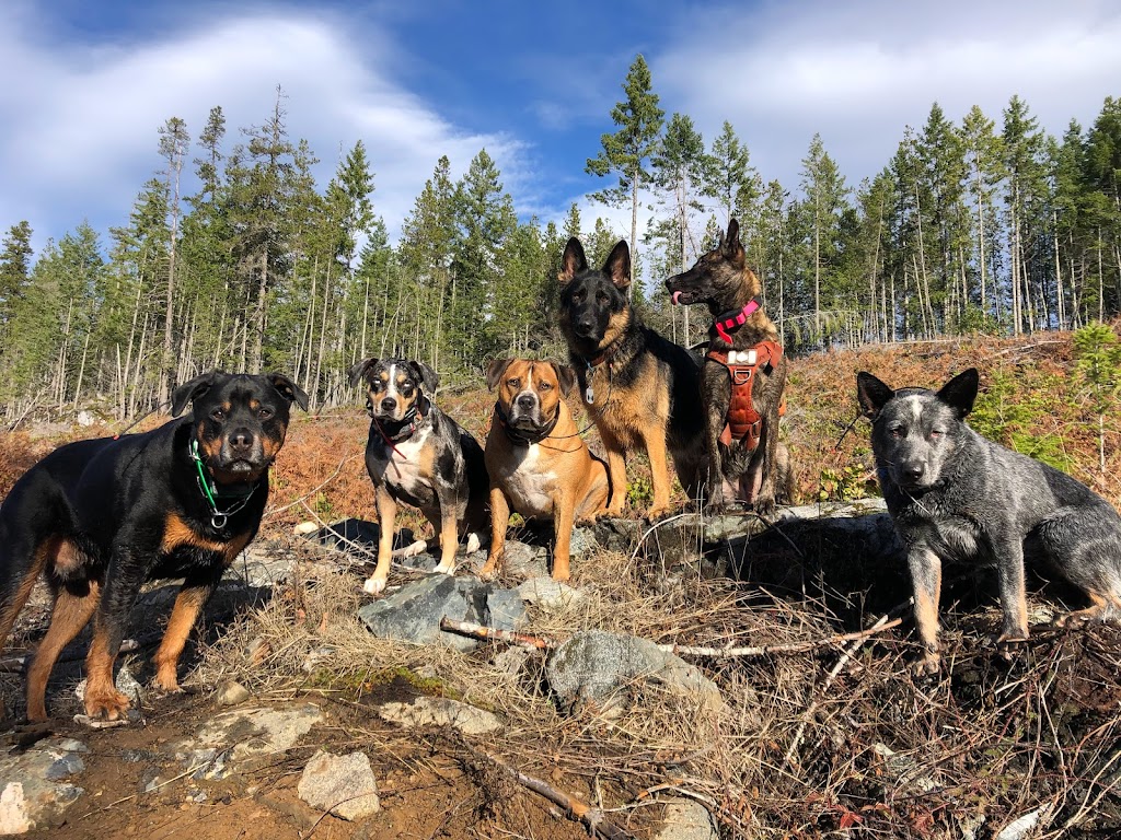 Coastal Mountain K9 | White Rapids Rd, Nanaimo, BC V9X 1E6, Canada | Phone: (250) 713-7238