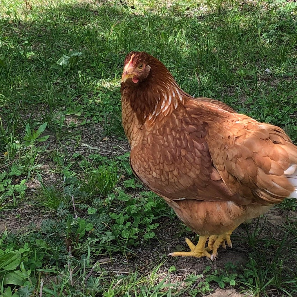 Ferme bétail des bois | 791 QC-321, Papineauville, QC J0V 1R0, Canada | Phone: (514) 742-9320