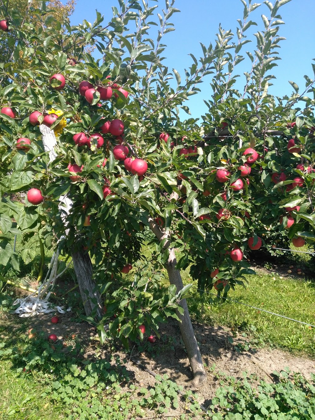 Homestead Orchards | 3961 Old Homestead Rd, Sutton, ON L0E 1R0, Canada | Phone: (905) 722-5325